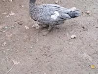 Ducks — 照片 7