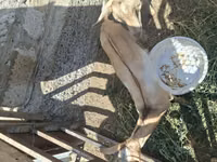 Ziegenbock, Alpine goat — Foto 8
