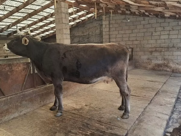 بقرة, Swiss cattle
