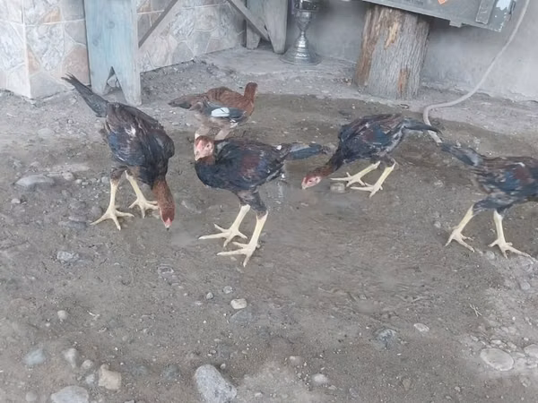 Chickens
