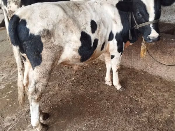 Bulle, Russian Black pied cattle