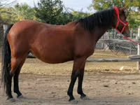 Mare, Hungarian horse breed — photo 3
