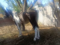 Адуу, French Trotter — 3 зураг