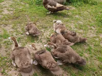 Ducks — Foto 3