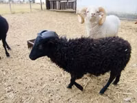 Ram, Ouessant sheep — photo 2