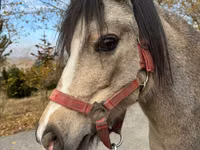 Stute, Welsh Mountain Pony — Foto 2