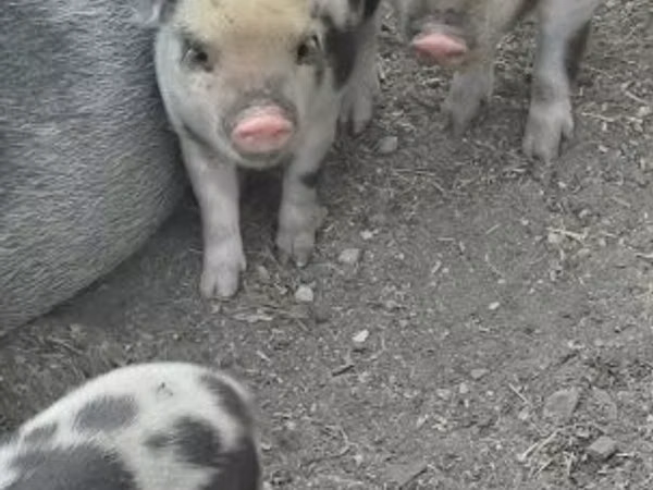Boar, 