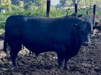 Bovinos (lote, sexo no especificado), Simmental cattle — foto 7