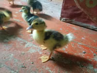 Ducks — photo 5