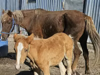 घोड़ी, Altai horse — फ़ोटो 2