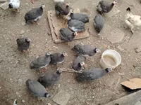 पर्ल ग्रे — फ़ोटो 1