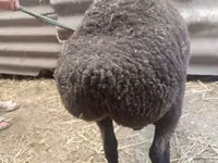 Хонь, Saryarka sheep — 3 зураг