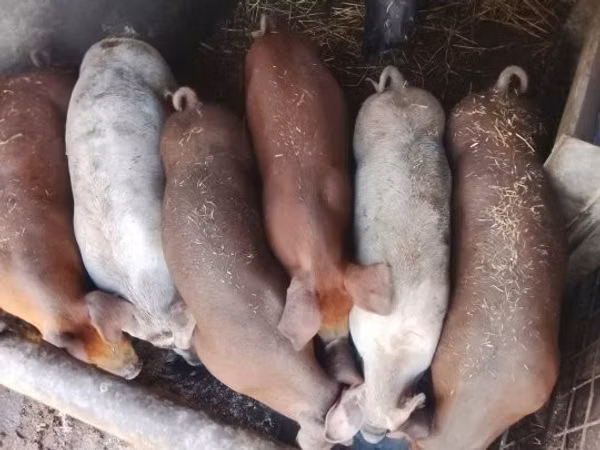 خنزير ذكر, الخنازير