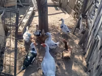 Ducks — الصورة 1