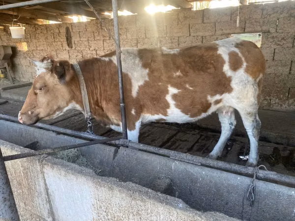 गाय, Simmental cattle