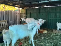 Goat, Pomellata goat — photo 7
