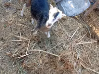Goat, LaMancha goats — photo 5
