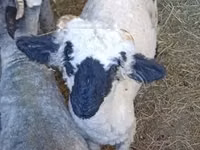 كبش, Valais Blacknose sheep — الصورة 1
