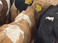 Cattle (batch, sex not specified), Simmental cattle — photo 4
