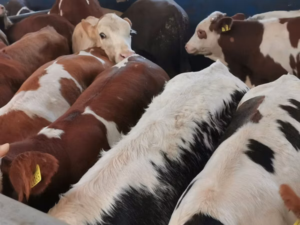 Cattle (batch, sex not specified), Simmental cattle