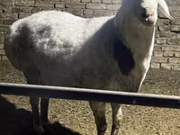 मेढ़ा, Afghan Arabi sheep — फ़ोटो 1