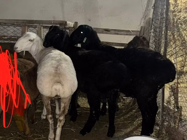 公羊, Sheep