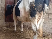 Үнээ, Russian Black pied cattle — 4 зураг
