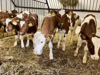 Bull, Simmental cattle — photo 1
