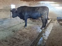 ثور, Swiss cattle — الصورة 2