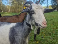 बकरी, Alpine goat — फ़ोटो 4