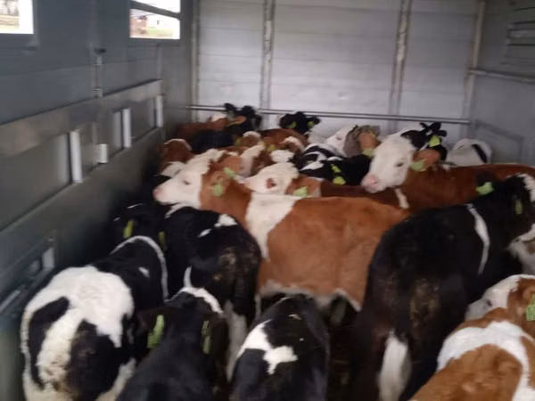 Toro, Simmental cattle