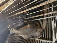 Ram, Sheep — photo 3