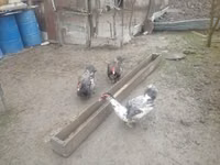 Breitbrüstig Weiß — Foto 3
