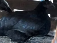 Chickens — 照片 2