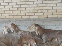 मेढ़ा, Arashan sheep — फ़ोटो 7