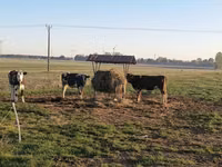 母牛, Russian Black pied cattle — 照片 1