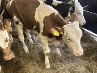 أبقار (دفعة، الجنس غير محدد), Simmental cattle — الصورة 7