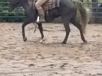 Horse (M), Rocky Mountain Horse — photo 8