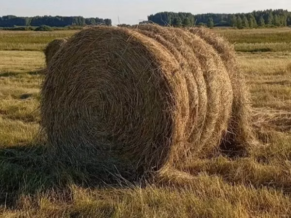 Сено