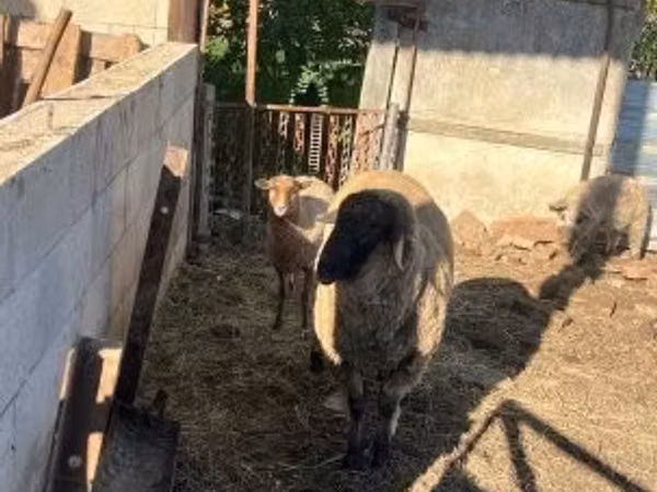 绵羊（批次，未指定性别）, Cameroon sheep