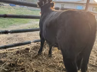 公牛, Simmental cattle — 照片 4
