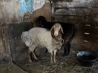Ram, Rhon sheep — photo 3