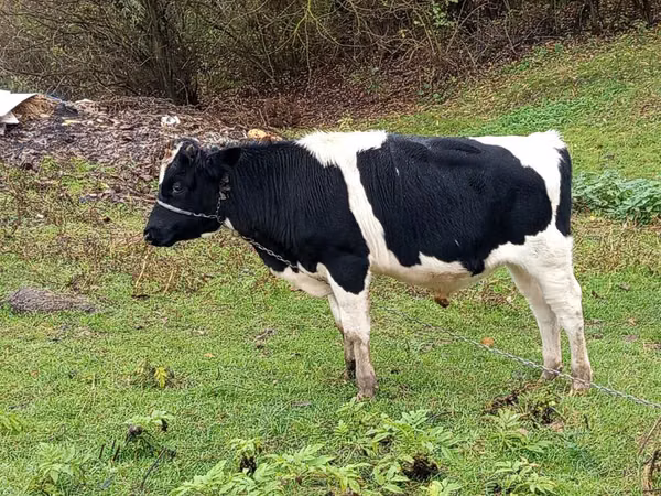 ثور, Russian Black pied cattle