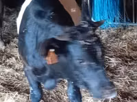 Cow, Galloway cow — photo 2