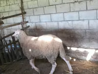 मेढ़ा, Lacaune sheep — फ़ोटो 4