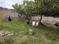 برونز — الصورة 4