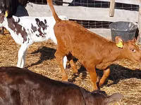 أبقار (دفعة، الجنس غير محدد), Simmental cattle — الصورة 5