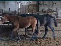Адуу (бүлэг, хүйс заагаагүй), Kazakh horse — 1 зураг
