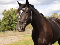 Адуу, Percheron — 4 зураг