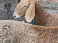 Хонь, Arashan sheep — 5 зураг
